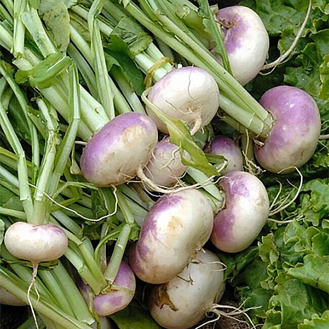 Navet collet violet BIO / 500 gr