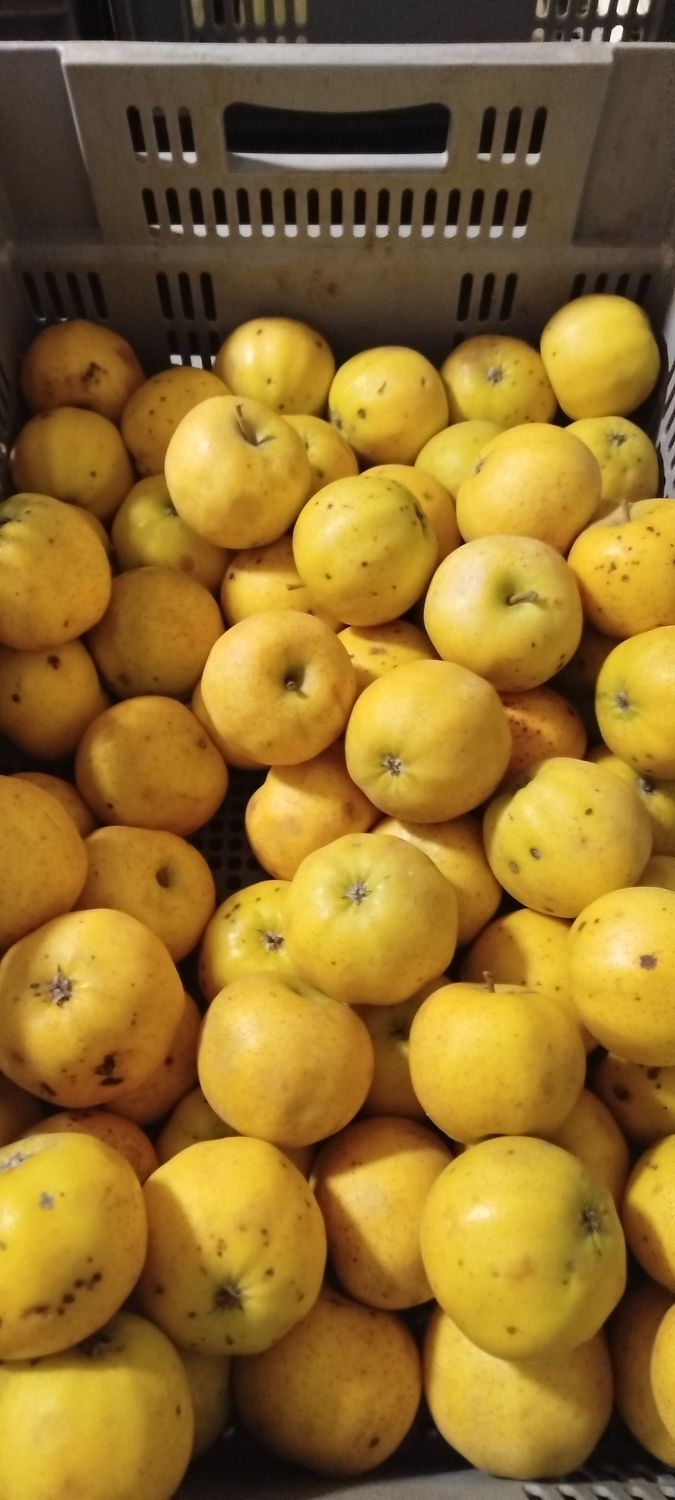 Pommes BIO / 500gr