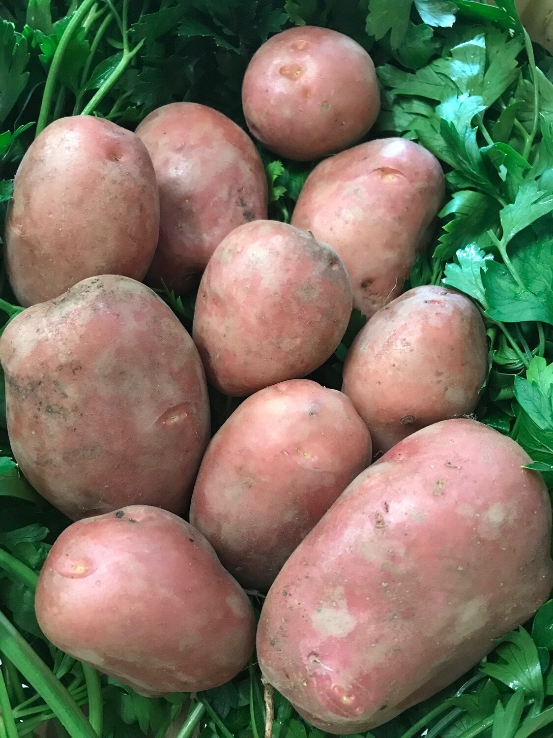 Pomme de terre chair ferme BIO / 500 gr