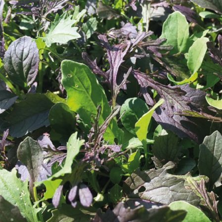Mesclun BIO - 200gr