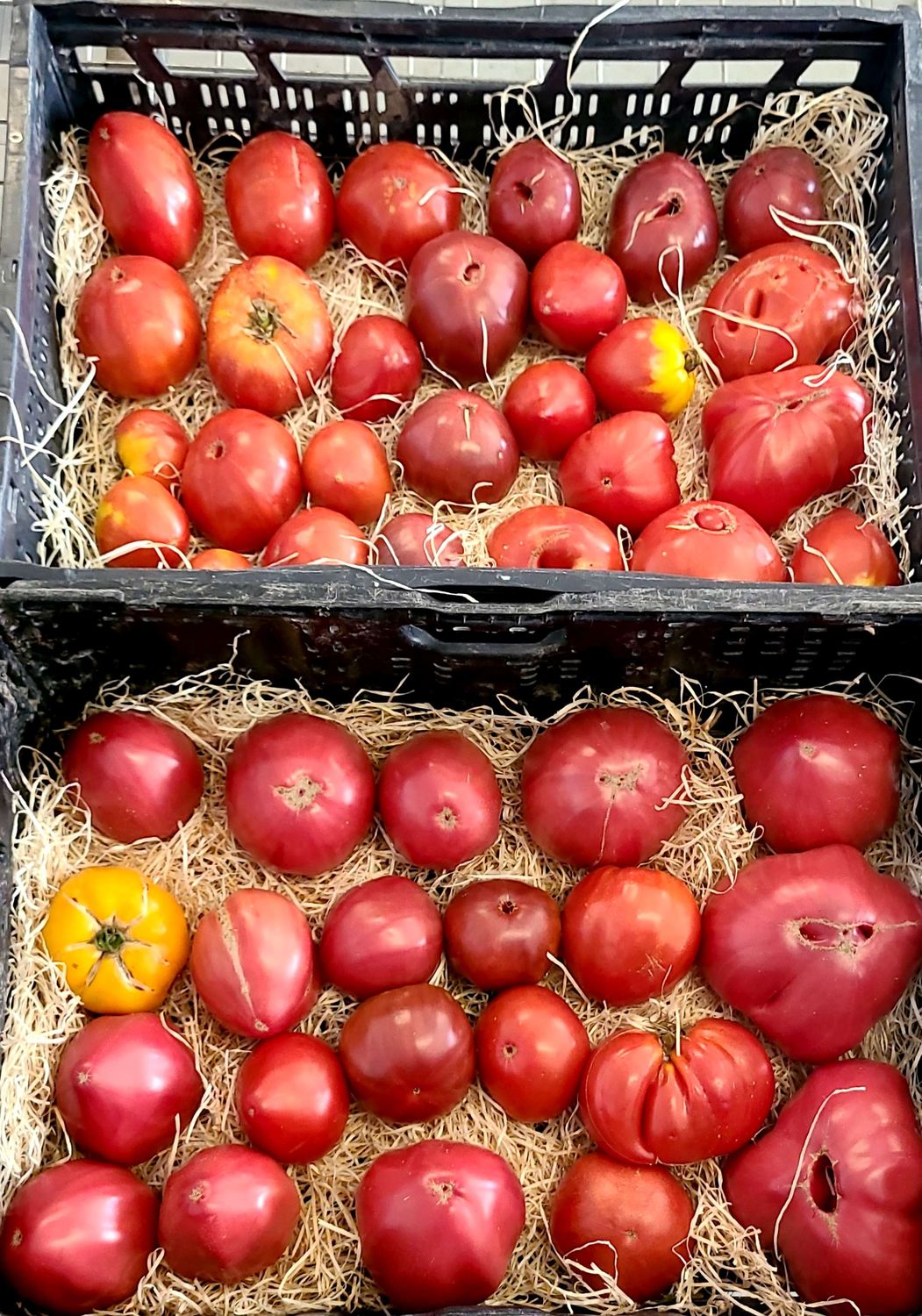 Tomate variété ancienne BIO / 500 gr