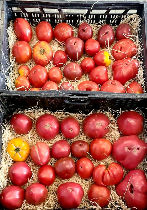 Tomate variété ancienne BIO / 500 gr