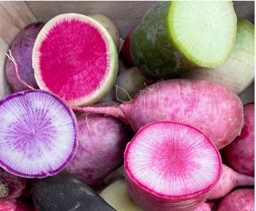 Radis rave Couleurs BIO / 500 gr