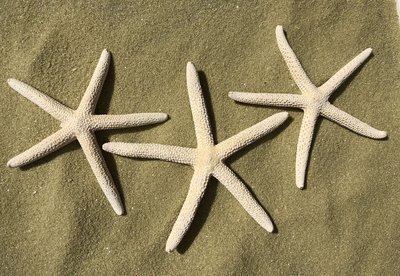 Beach Treasures