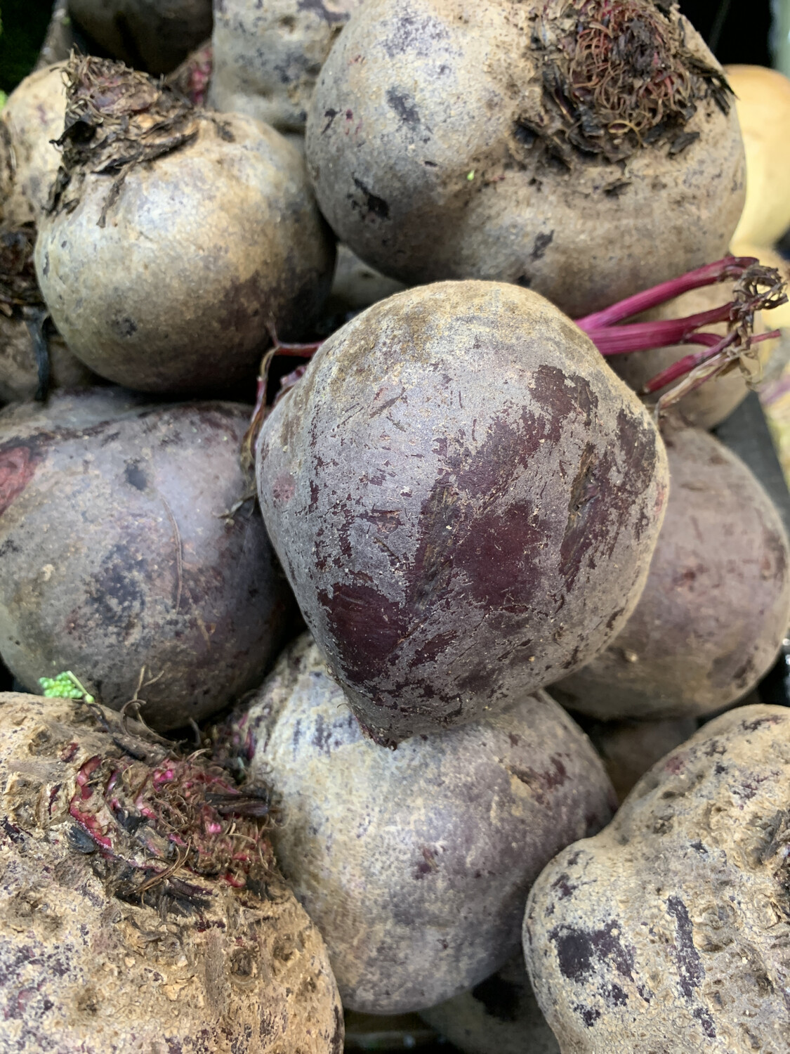 Beetroot, Each