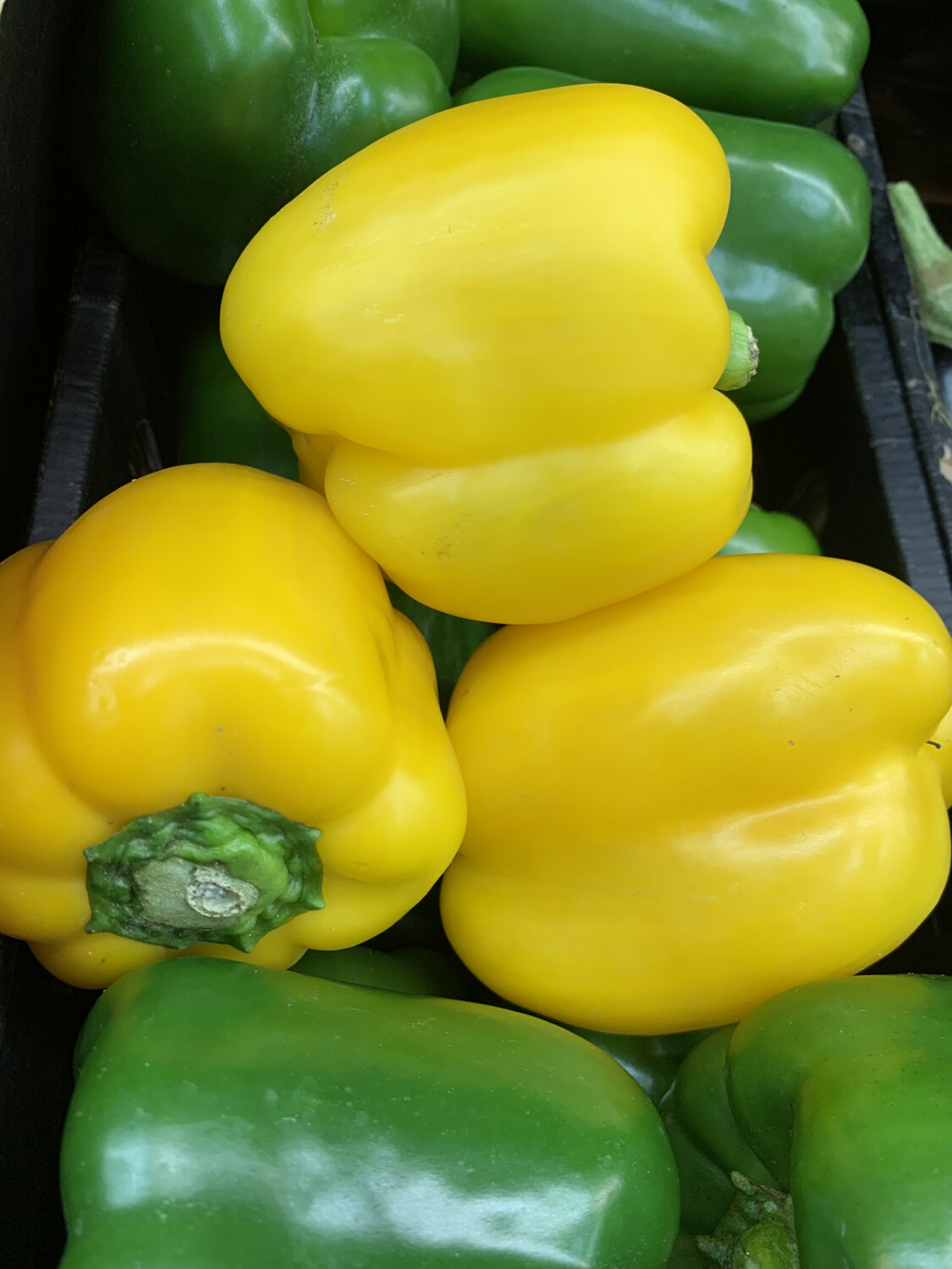Capsicum, Yellow Each