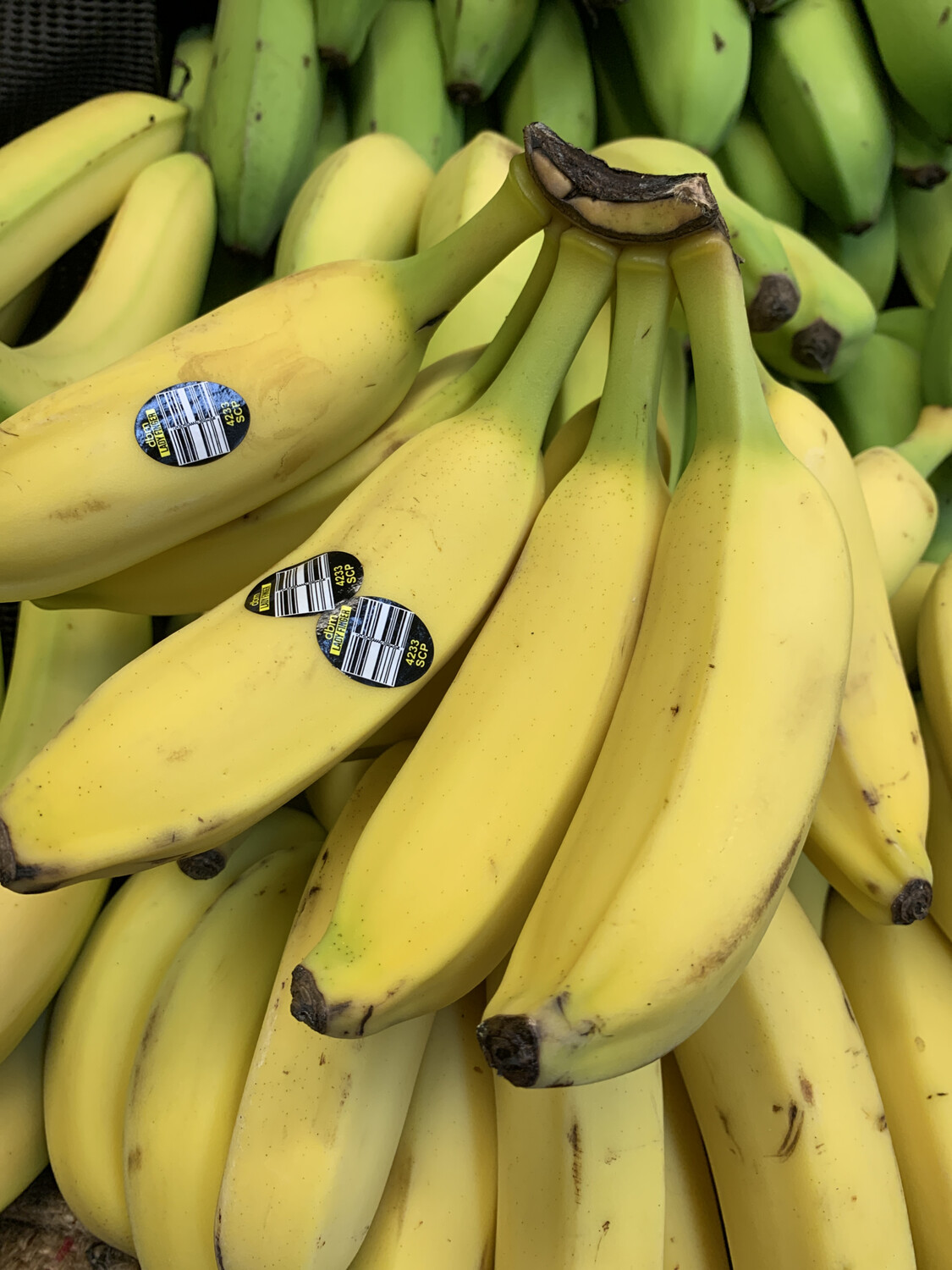 Lady Finger Bananas Bunch Lady Finger Bananas Bunch