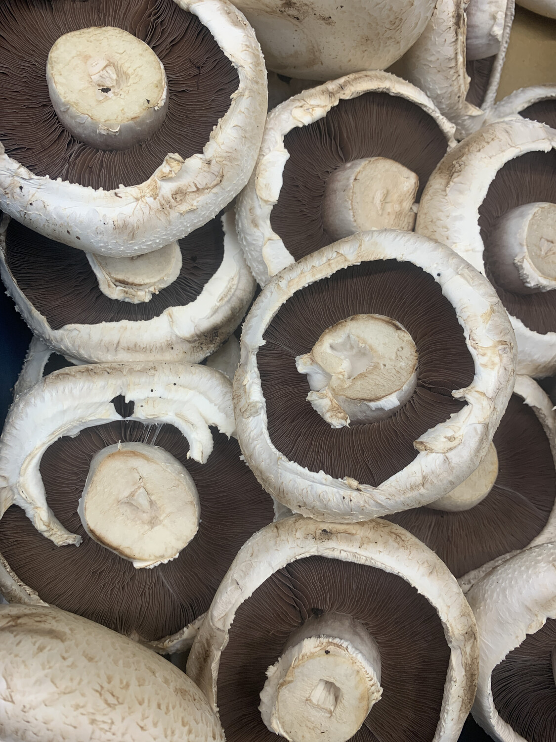 Mushrooms, Flat &amp; Buttons