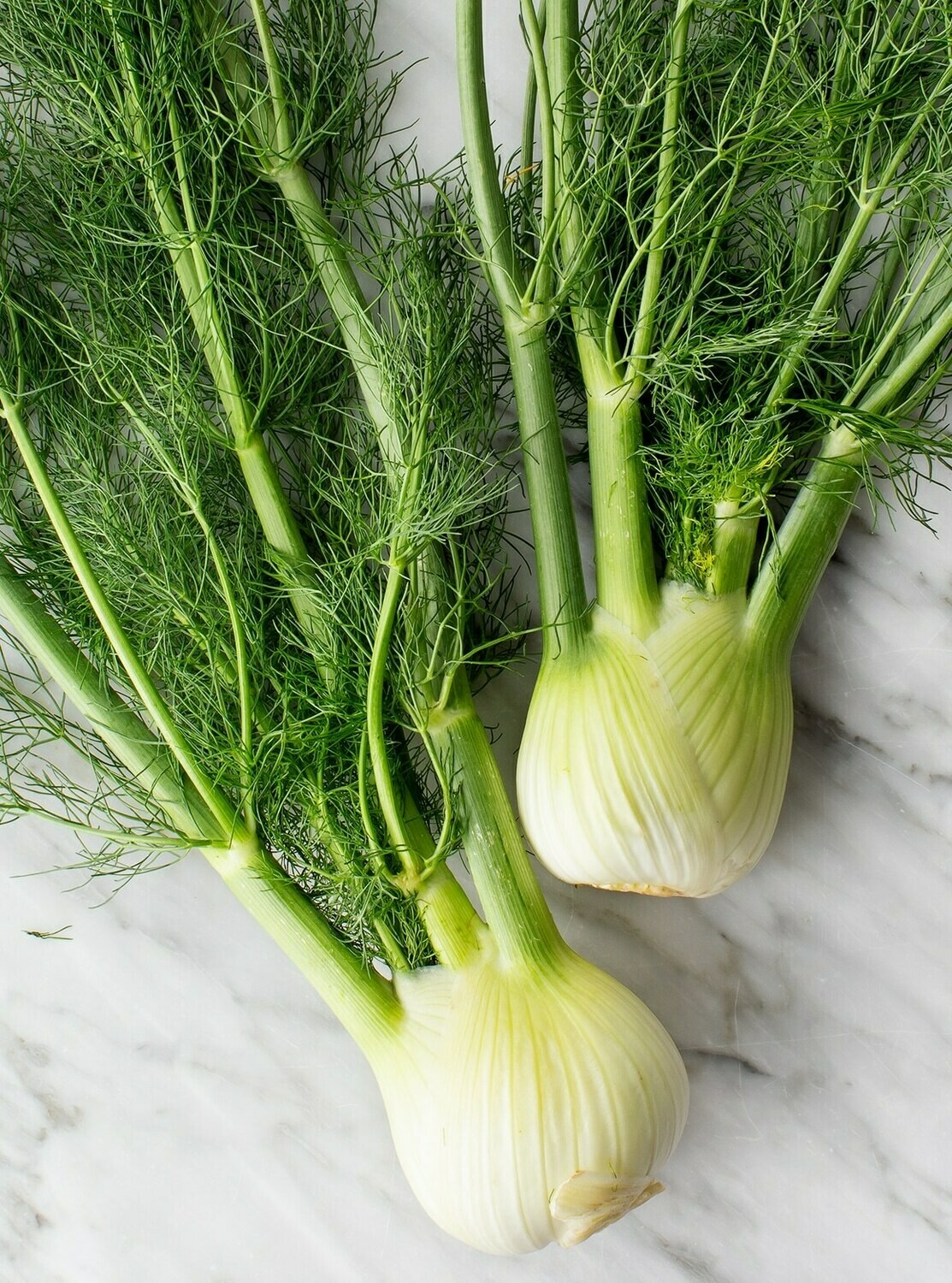 Fennel, Large Each