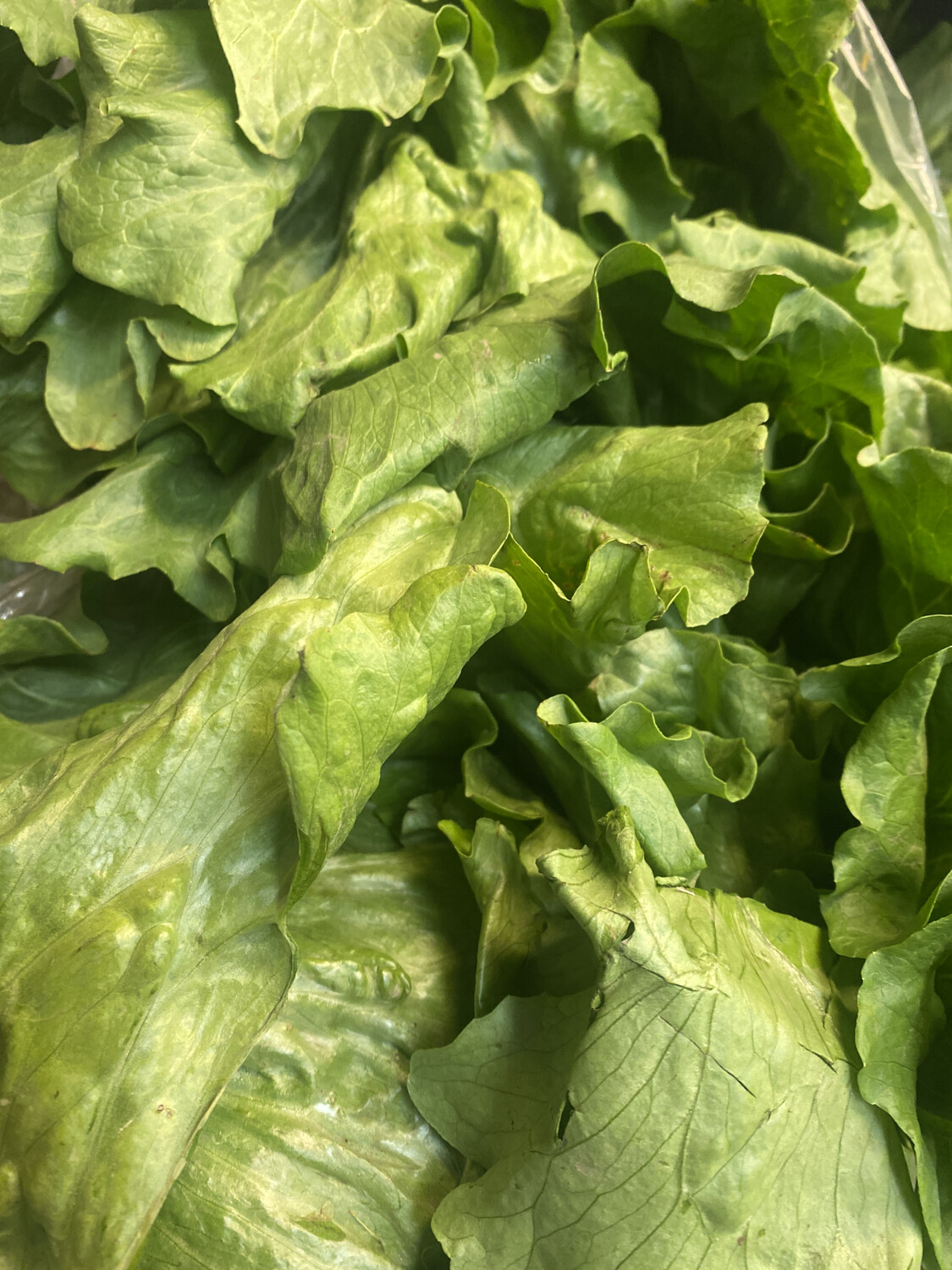 Iceberg Lettuce