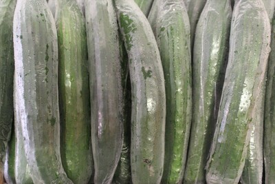 Continental Cucumber, Each