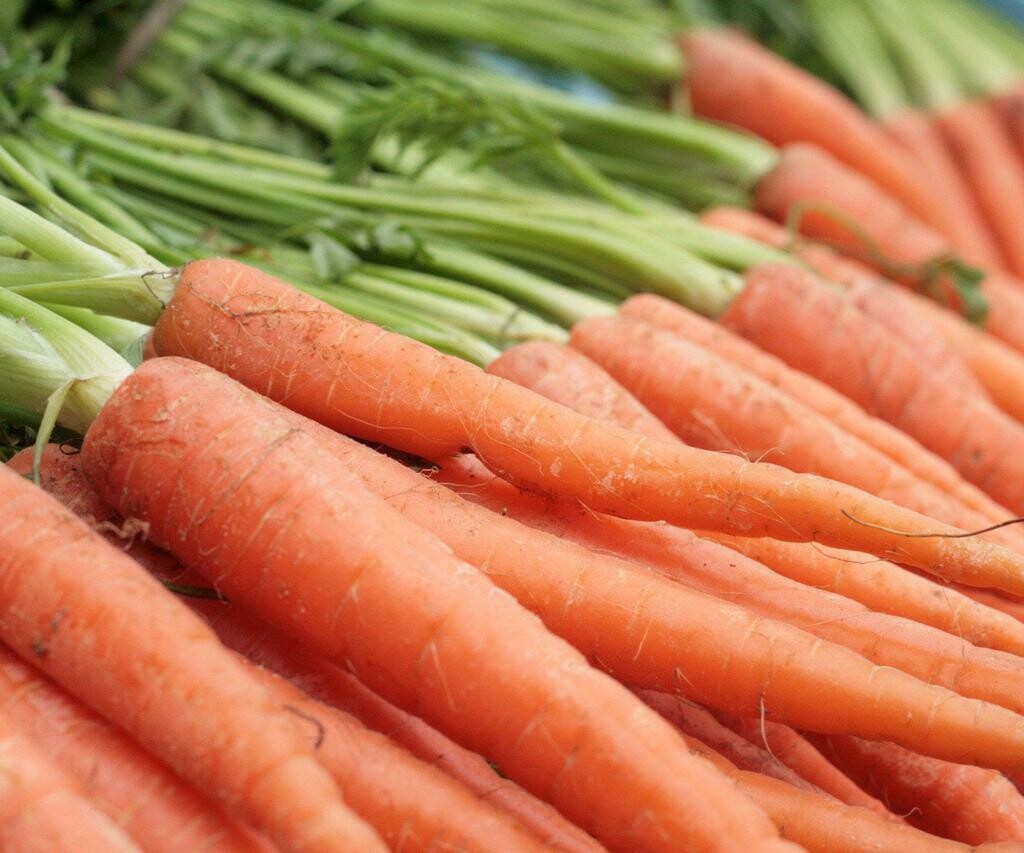Dutch Carrots, Tray