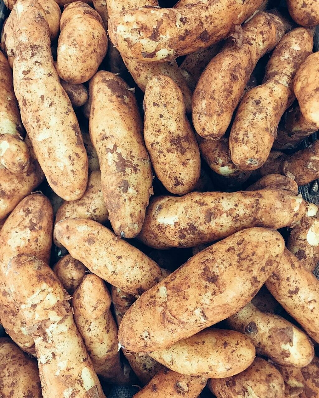 Kipfler Potatoes, Tray (500 Grams)