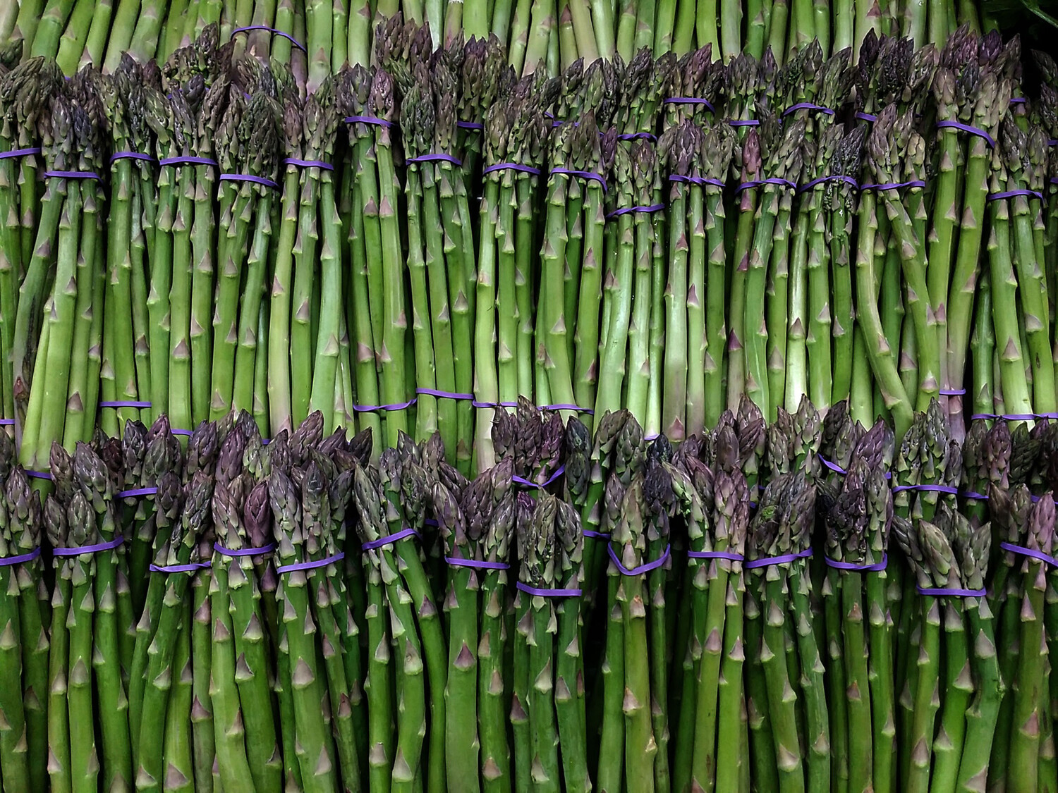 Asparagus, Bunch Each