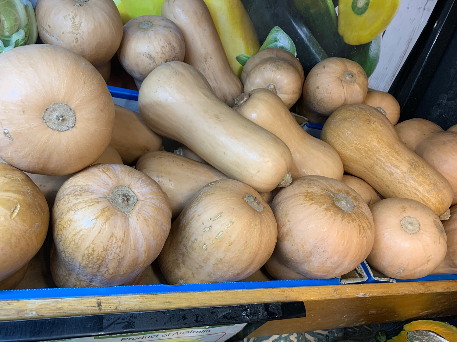 Butternut Pumpkin Approx 3kg At 1 99 kg butternut-pumpkin-approx-3kg-at-1-99-kg