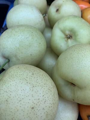 Nashi Pears, 6 for $6.95 **SPECIAL**