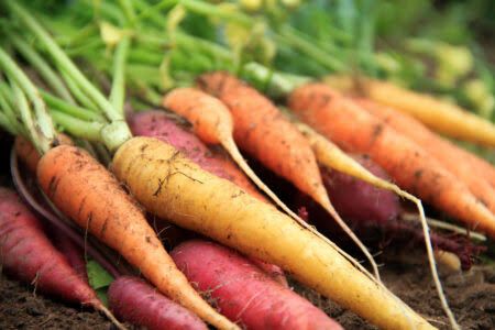 Heirloom Dutch Carrots bag