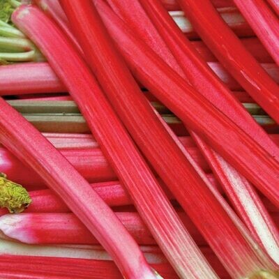 Rhubarb Bunch, Locally Grown