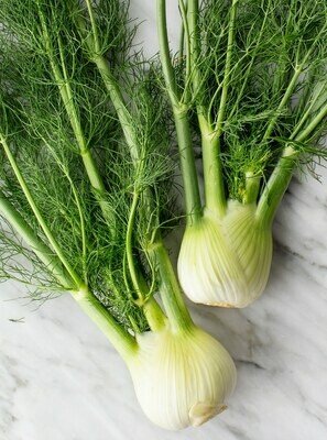 Fennel, Large Each