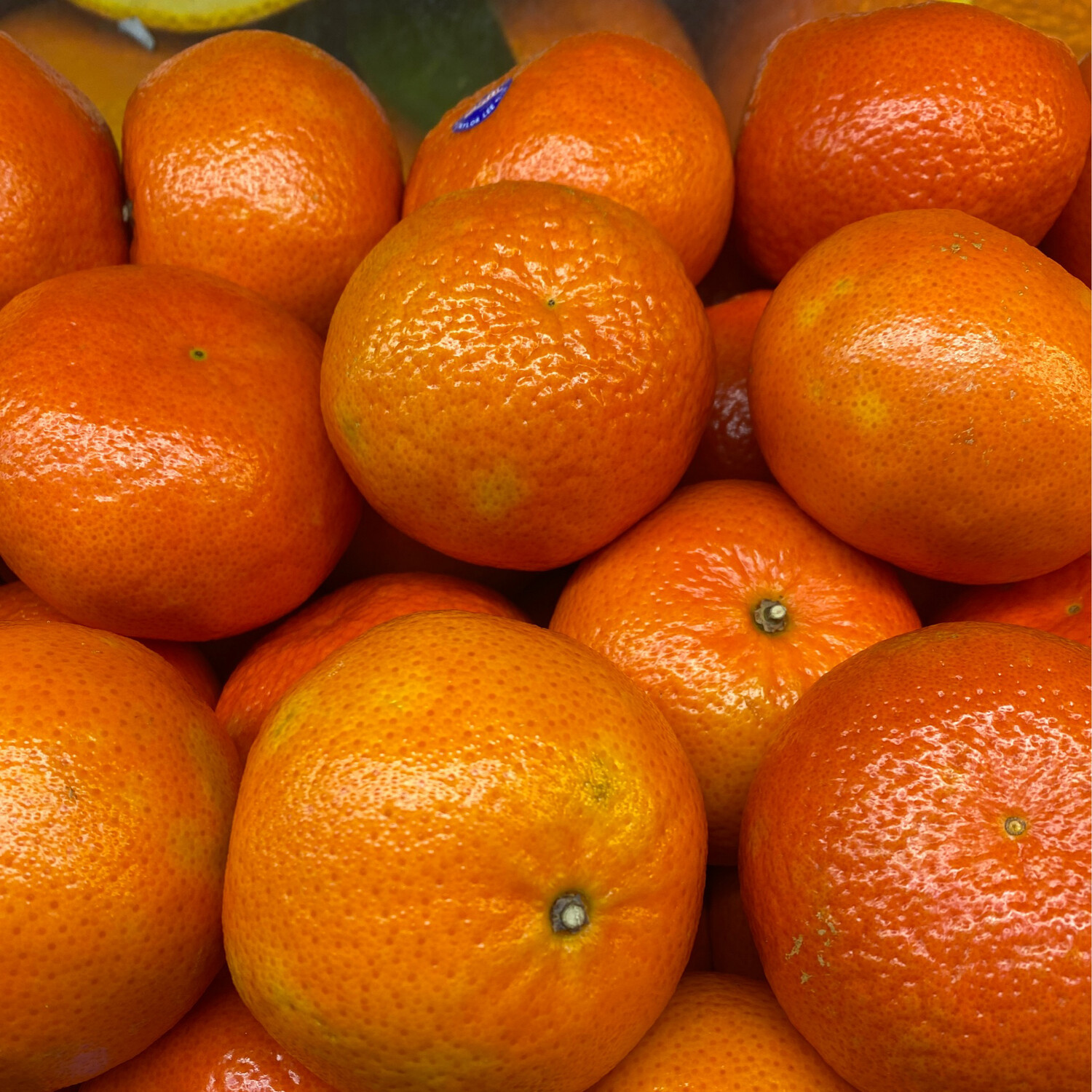 Large  Mandarins