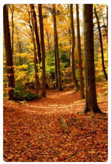 ​Fall Festival Sampler Set