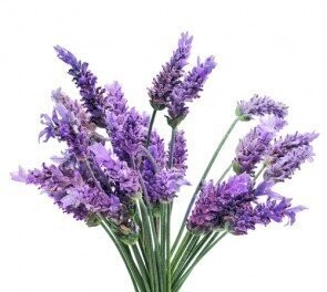 Lavender Sampler Set
