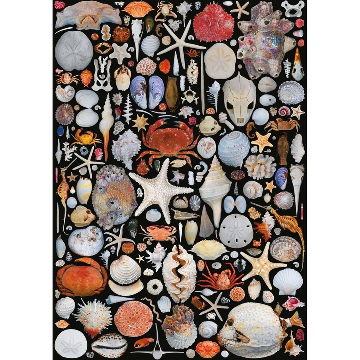 Puzzle 1000 pièces - Coquilles
