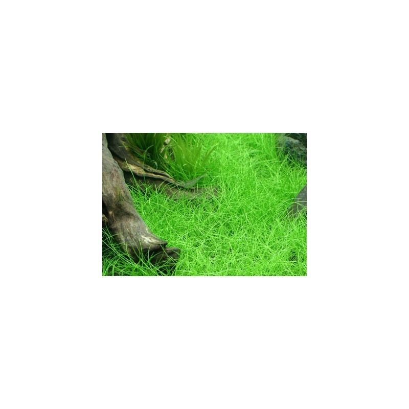 Eleocharis Parvula &#39;Japanese&#39; - Bunch