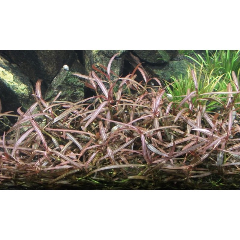 Hygrophila sp. Araguaia