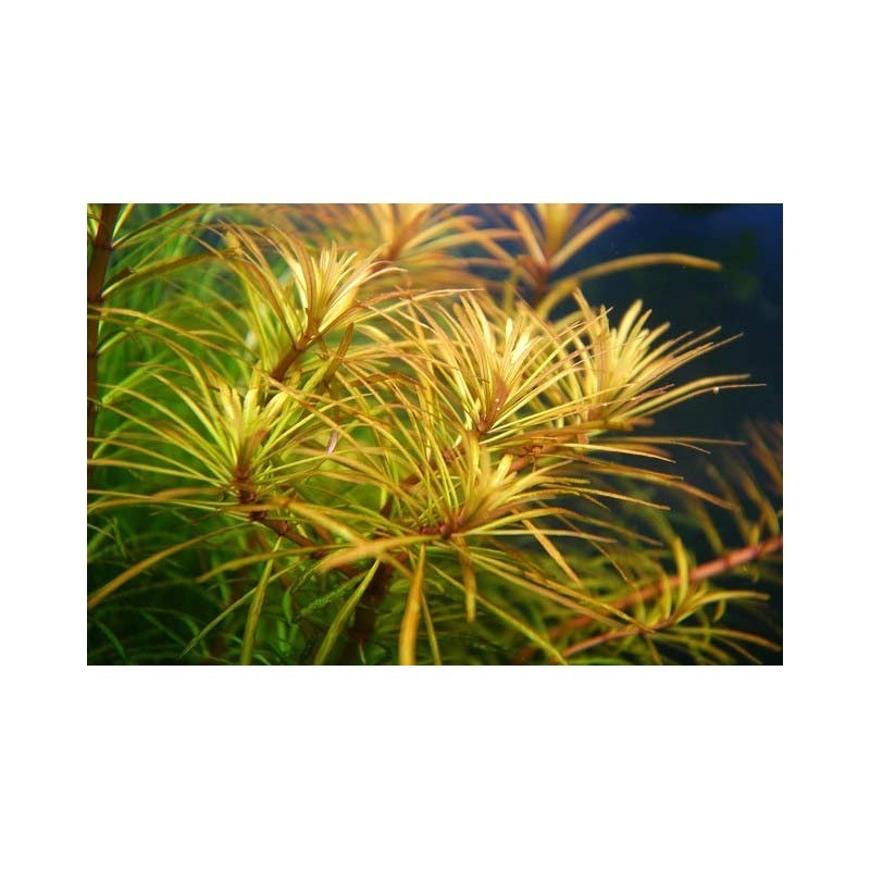 Pogostemon Stellatus &quot;Dassen&quot;