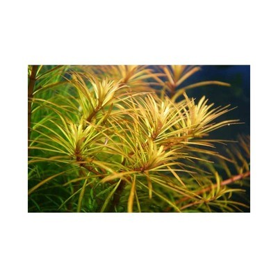 Pogostemon Stellatus &quot;Dassen&quot;
