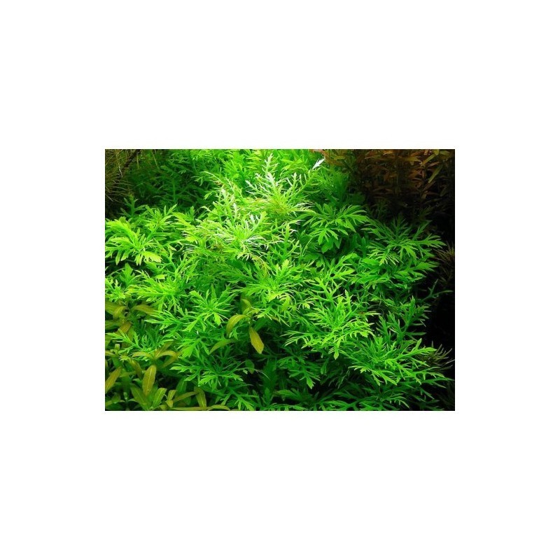 Hygrophila Difformis &quot;Variegated&quot;