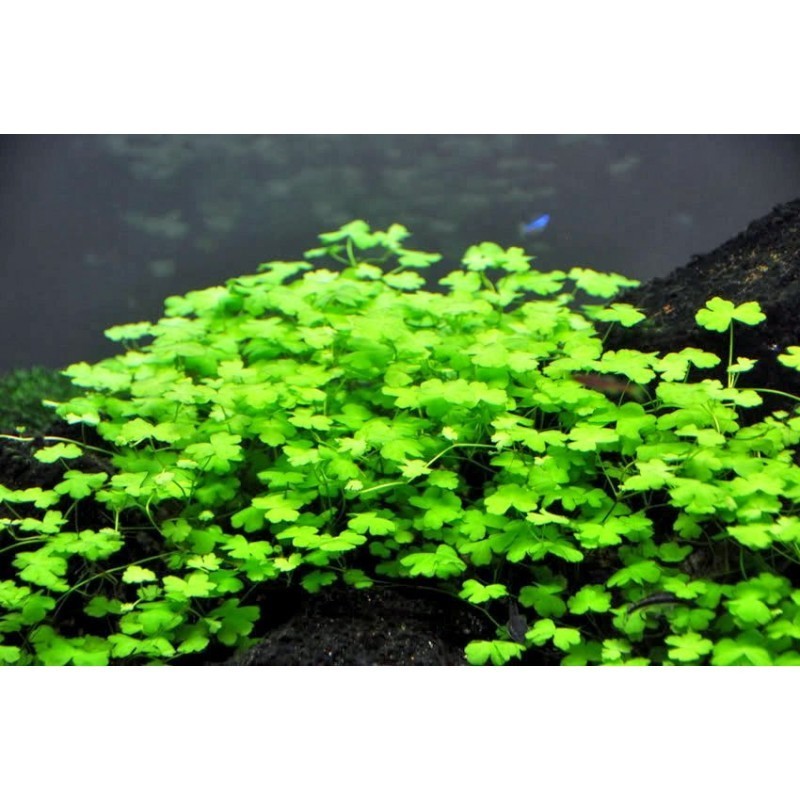 Hydrocotyle Tripartita &quot;Honda&quot; - POT