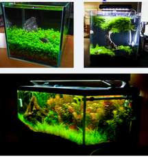 Planted Nano Aqurium