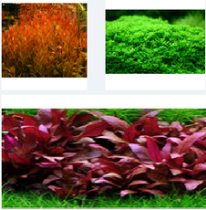 Plant`s