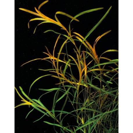 Potamogeton Gayi
