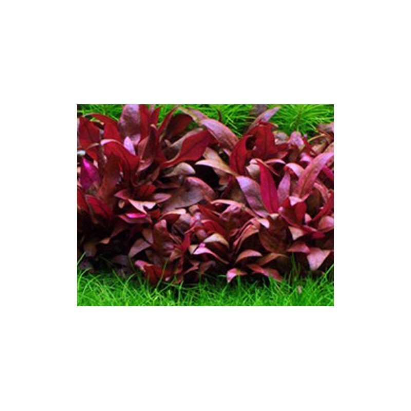 Alternanthera sp. Burgundy