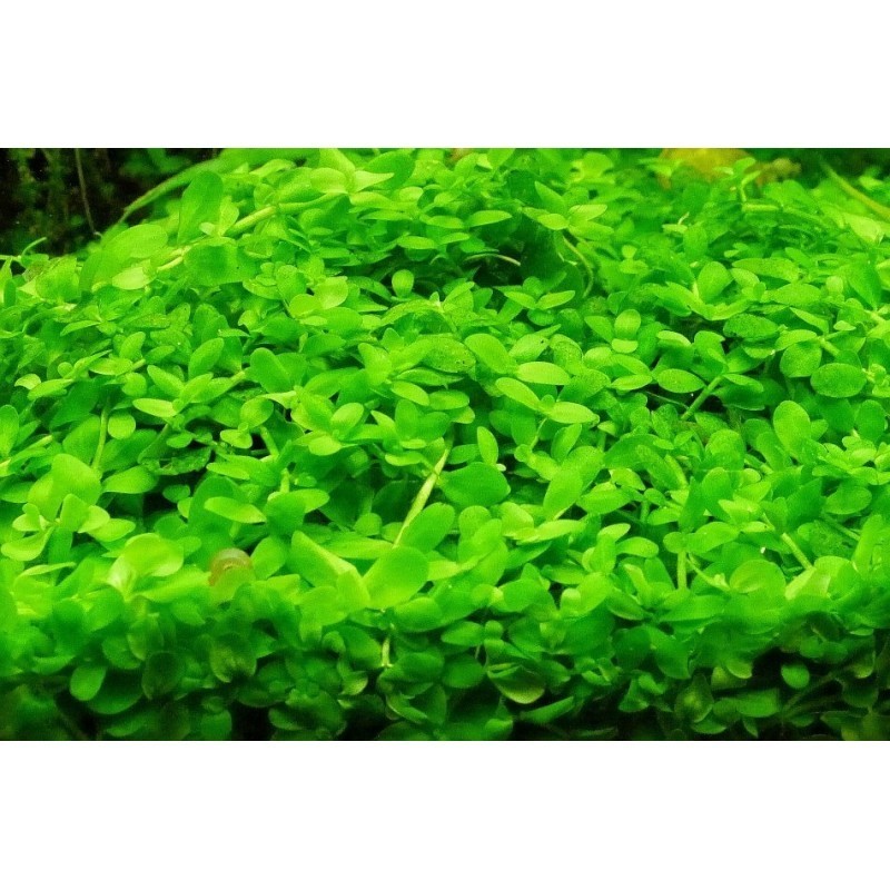 Micranthemum &quot;Monte Carlo&quot; - POT