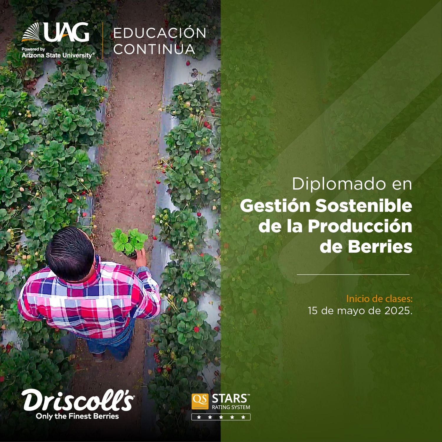 Diplomado en Gestión Sostenible de la Producción de Berries
