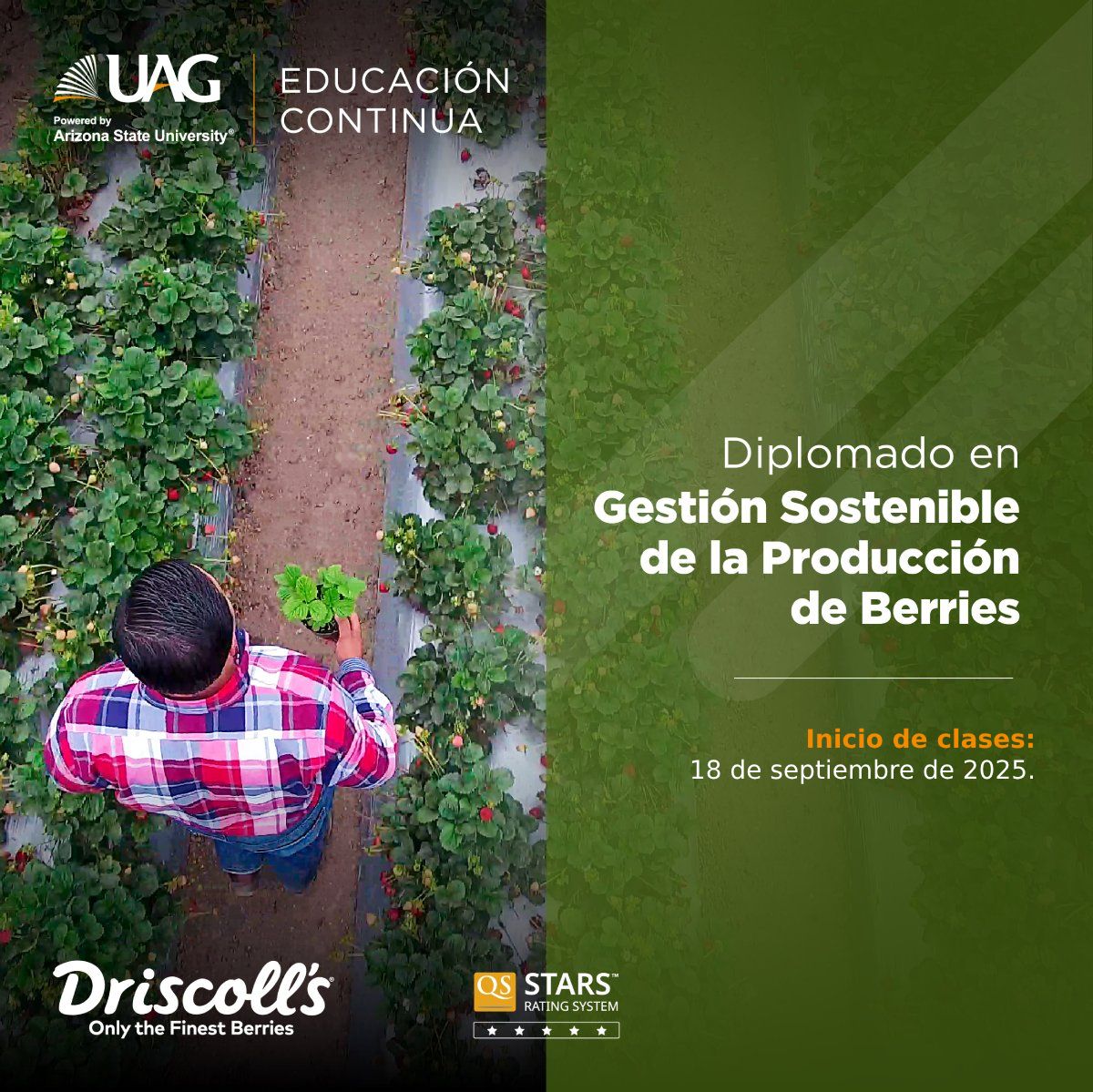 Diplomado en Gestión Sostenible de la Producción de Berries