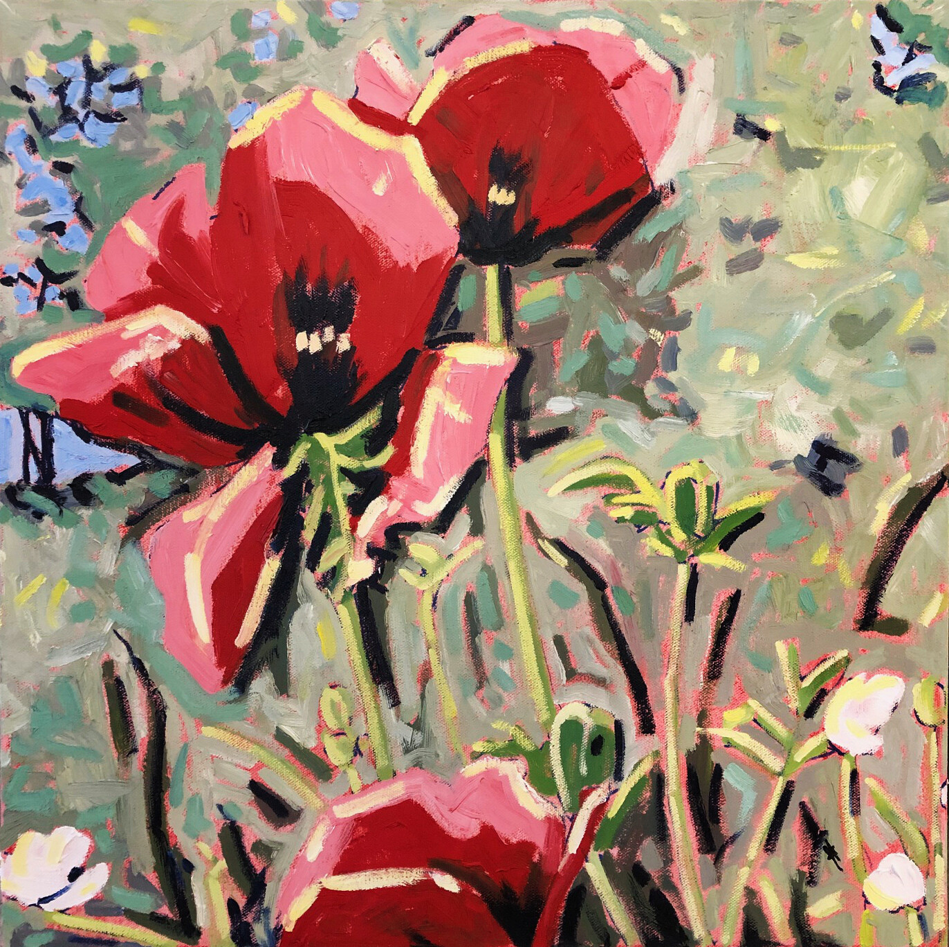Poppies Bloom #1 20x20 Oil on Canvas