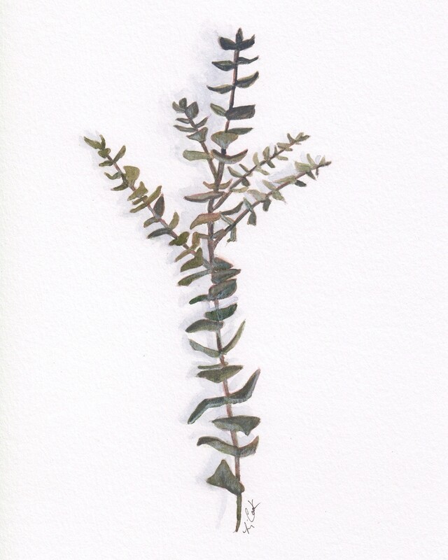 &quot;Baby Blue Eucalyptus II&quot; 8x10&quot; Watercolor Framed 12.5x15.5&quot;