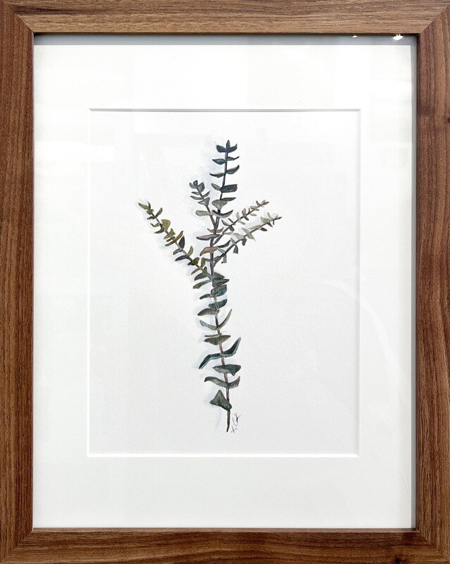 "Baby Blue Eucalyptus II" 8x10" Watercolor Framed 12.5x15.5"