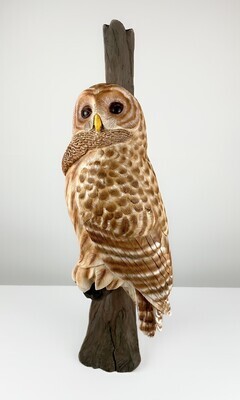 Barred Owl on Branch Wood Sculpture