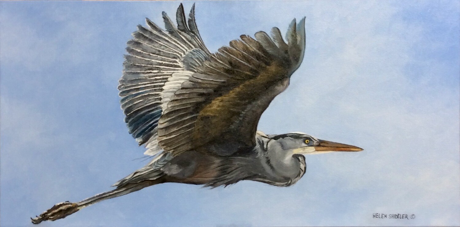 "Flight of the Heron" Oil On Canvas 12x24"