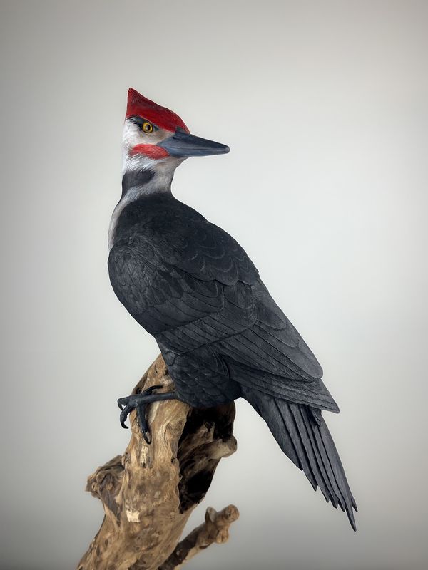 Timothy Griffin Saint John New Brunswick Canada Handworks Gallery Canadian Woodwork Artist Pileated Woodpecker Wood Sculpture