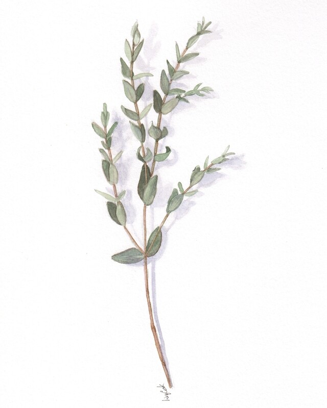 "Parvifolia Eucalyptus" 8x10" Watercolor Framed 15x17"