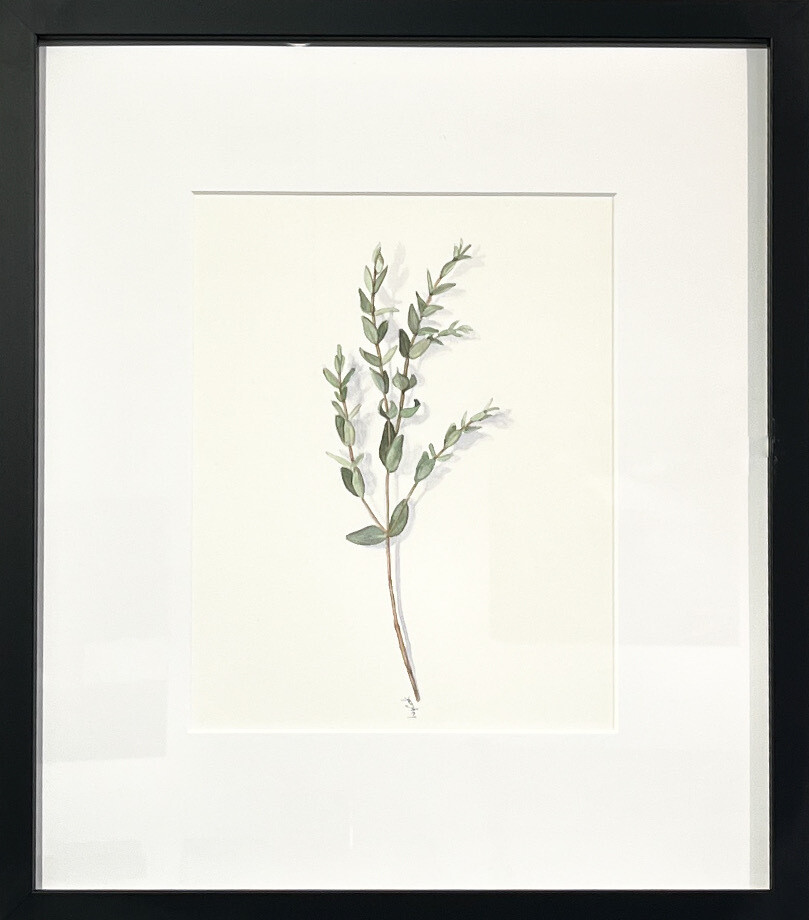 Elizabeth Cook Artist Painter Handworks Gallery Saint John NB Framed Watercolor Painting Parvifolia Eucalyptus Plant Garden