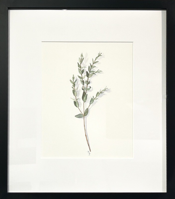 Elizabeth Cook Artist Painter Handworks Gallery Saint John NB Framed Watercolor Painting Parvifolia Eucalyptus Plant Garden