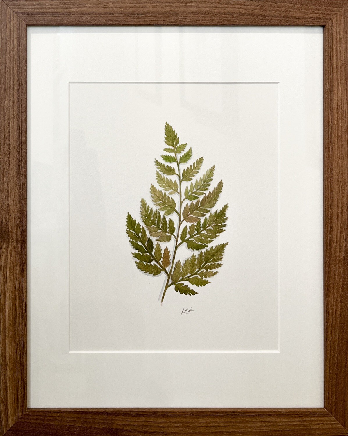 Elizabeth Cook Artist Painter Handworks Gallery Saint John New Brunswick NB Framed Watercolor Painting Rabbit Foot Fern Plant